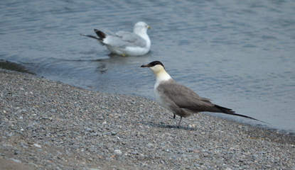Long-tailed jaeger on the shore of Lake Ontario, Ontario, Canada