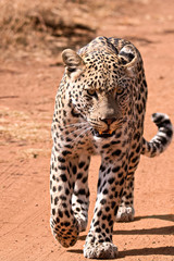 Leopard actively moving about hunting in the midday sunshine