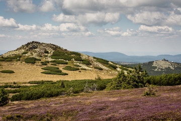 Fototapeta na wymiar Giant Mountains in Poland, Central Europe, view with cloudy blue sky, rocky green hill and violet flowers