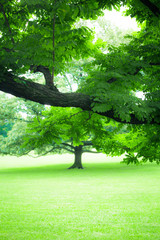 Fototapeta na wymiar Beautiful greenery of lush summer tree and green grass