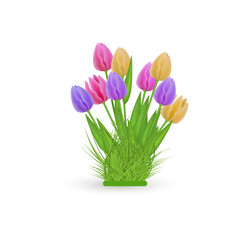 Spring floral tulip bundle with fresh colorful flowers on green herb isolated on white background - beautiful bouquet of seasonal blooms and grass in vector illustration.
