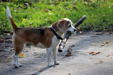 Beagle carring a big stick, germany