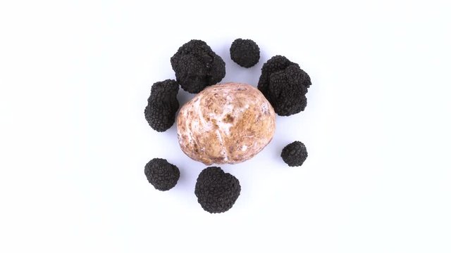 Top view from above of one large white and few black truffles. Slowly rotating on the on the turntable. Isolated on the white background. Closeup. Macro.