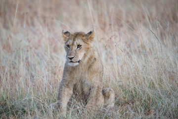 baby lion