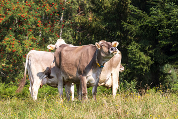 K&uuml;he grasen im Allg&auml;u auf einer Wiese einer Koppel. Urlaub auf einem Bauernhof in Bayern.