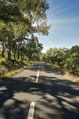 Estrada de alcatrão no meio de Portugal