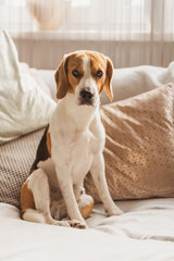 Dog resting on a sofa beagle dog sits in house indoors