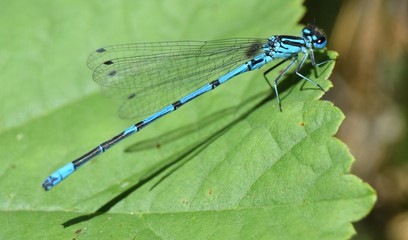 Damselfly