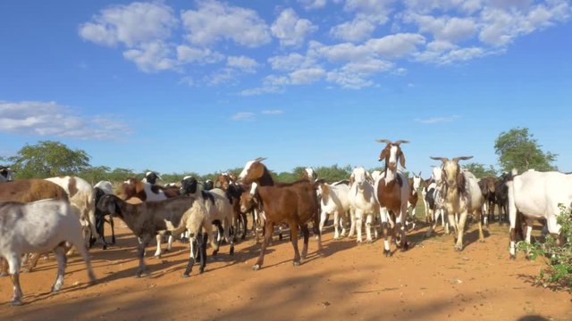 Goats running towards camera, Shot in Northern Namibia in the Himba Village 200km from Opuwo.