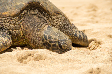 Hawaiian green sea turtle