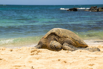 Hawaiian green sea turtle
