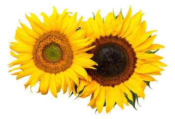 Obraz premium Sunflowers Isolated on White Background