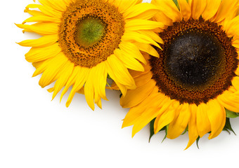 Sunflowers Border Isolated on White Background