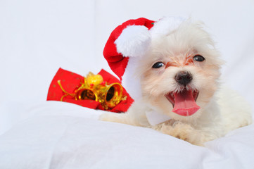 christmas white maltese dog puppy