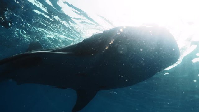 Whale Shark Underwater in Ocean water on blue background