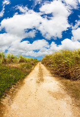 Fototapeta na wymiar Sugarcane field in Barbados