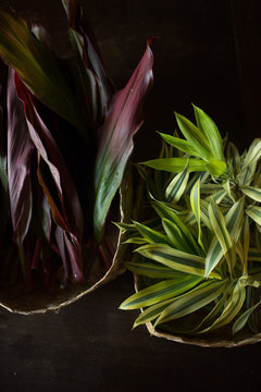 Hawaiian ti and lemon lime plants in baskets
