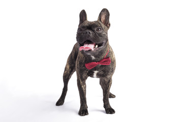 french bulldog isolated on white background