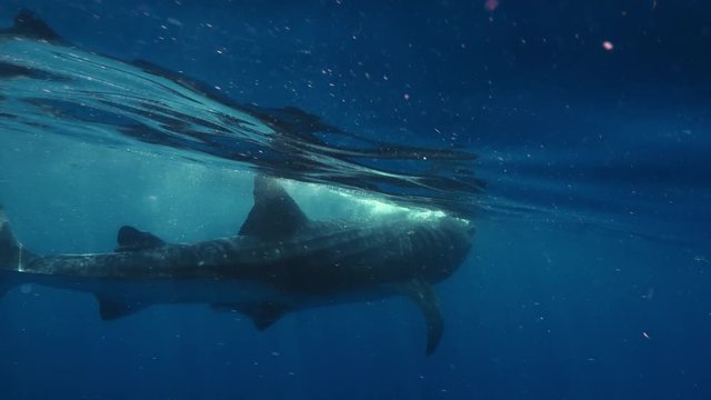 Whale Shark Underwater in Ocean water on blue background