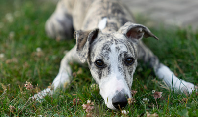 Whippet Hund duckt sich 