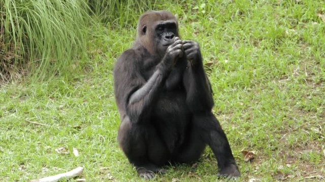 Full shot of a gorilla sitting in a field of grass eating foliage. Occasionally looks in the direction of the camera and brushes food on hand.