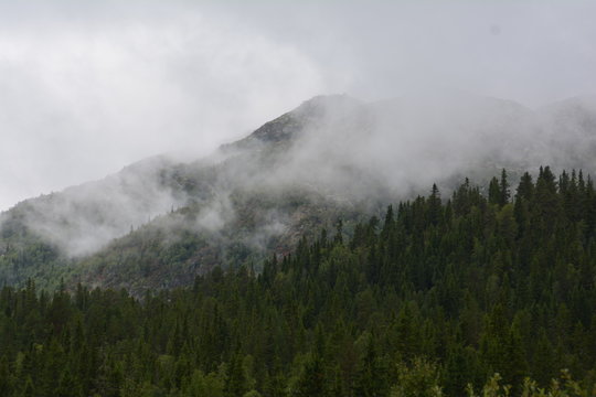W&auml;lder in Norwegen Telemark