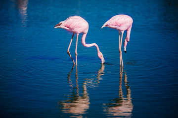 Pink flamingos in sunset blue water lake. National park. Concept migration