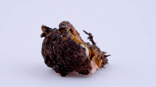 Closeup macro of a damaged black truffle eaten by truffle beetle larva. Mushroom pests.