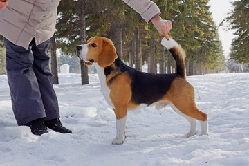 beagle dog