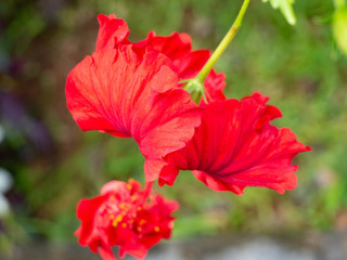 Roter Hibiskus 