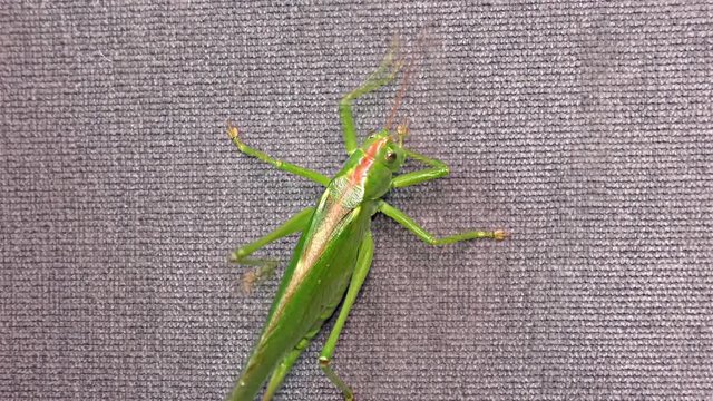 Green Locust - Green Grasshopper – Migratory Locust – Short Horned Grasshopper