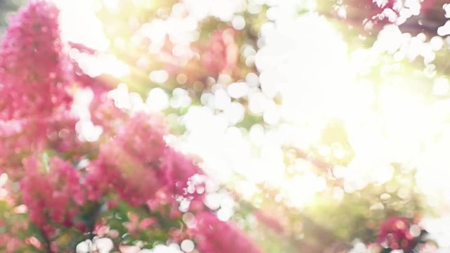 Lagerstroemia indica flower is a large bouquet of purple hanging from the tree. Lagerstroemia indica from spring with natural sunlight. 4k, stadikam