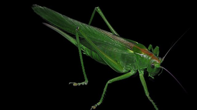 Green Locust Isolated on Black Background - Green Grasshopper – Migratory Locust – Short Horned Grasshopper