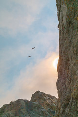 Fototapeta premium Pelicans flying out to Sea