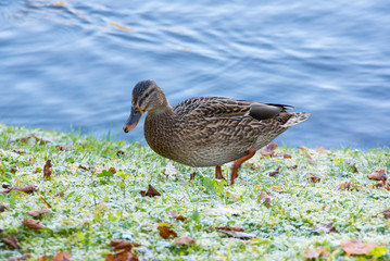 View of lonely mallard duck