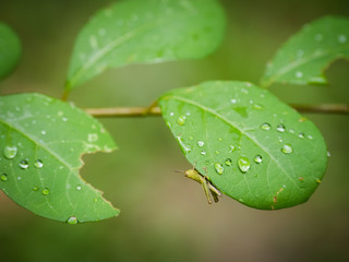 Grasshopper clutch under leaf with blurred background on field