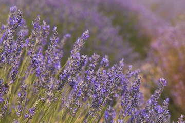Aromatic lavender field in Isparta, Turkey. 
