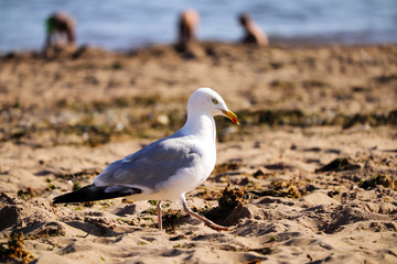 Seagull walking on a beach
