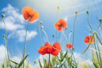 Obraz premium Beautiful bright red poppies with green grass and leaves in the background of blue sky and clouds. Close up of red poppy flowers in field. Few red flowers in the summer field.