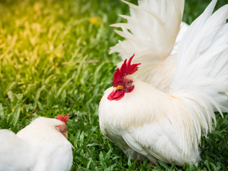 Hen and cock stay in the garden.