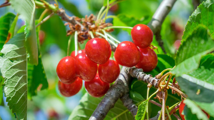 Bunch cluster of ripe red cherries and green leaves on cherry tree. Cherry tree in the summer sunny...