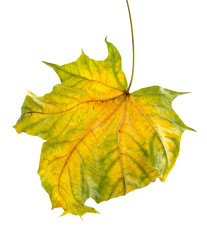 colorful autumn maple leaf isolated on white