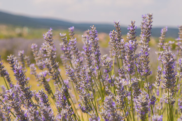Aromatic lavender field in Isparta, Turkey. 