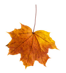 colorful autumn maple leaf isolated on white