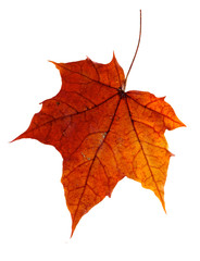 colorful autumn maple leaf isolated on white