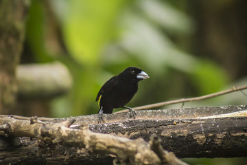 wild birds flying free in the rainforest in Mindo, Ecuador