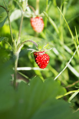 Ripe wild forest strawberries and some flowers on strawberry plant