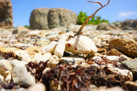 Piece of coral with dry sea weed on a stony shore
