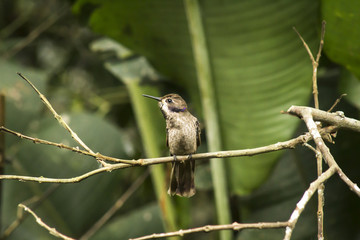 wild birds flying free in the rainforest in Mindo, Ecuador