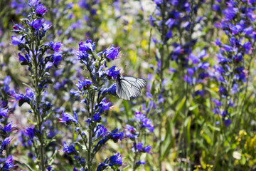 Big meadow wit lots of beautiful flowers